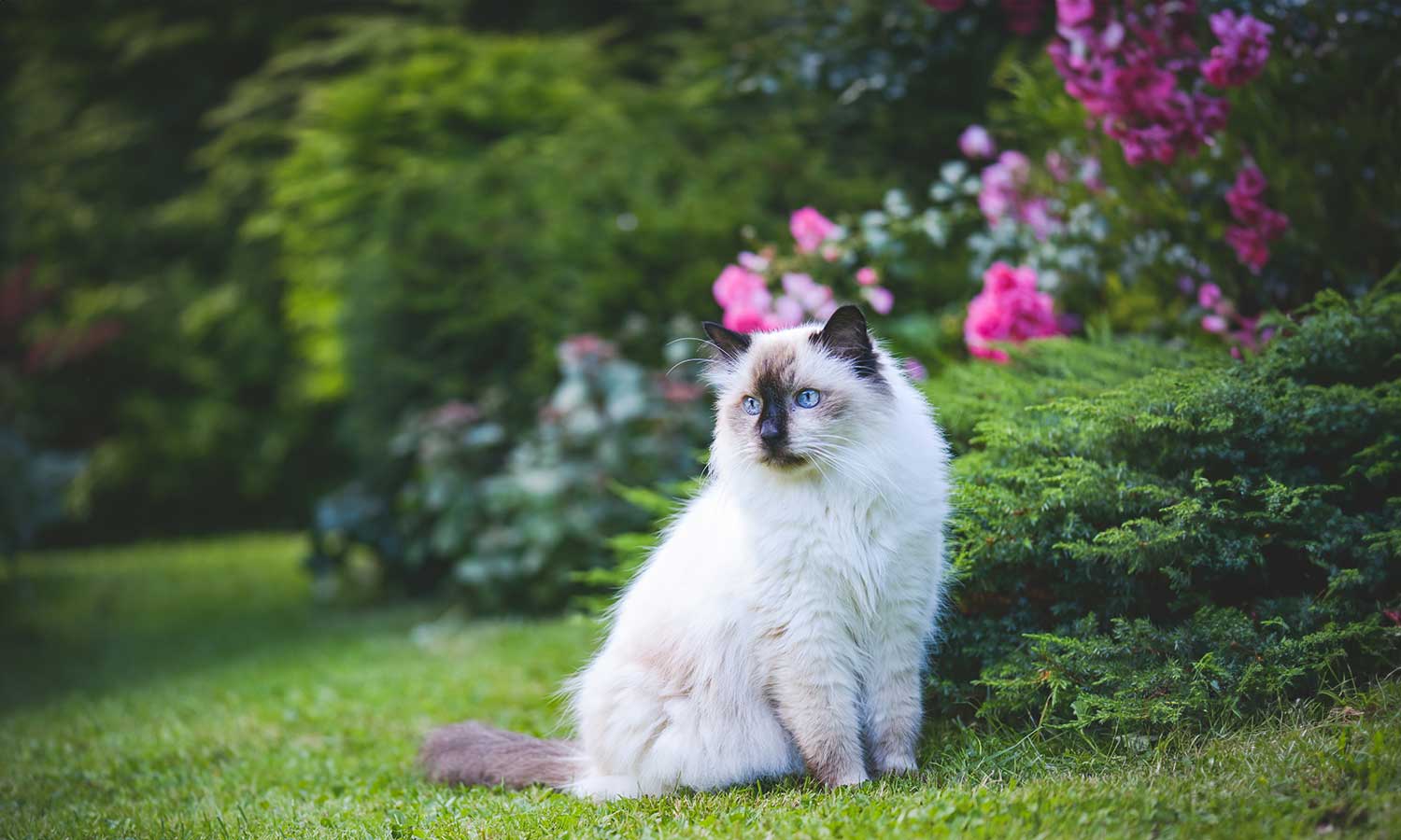 A beautiful long-haired cat