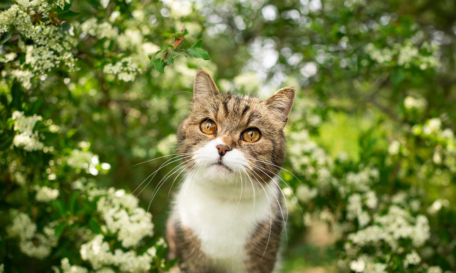 A cat looking up from a field