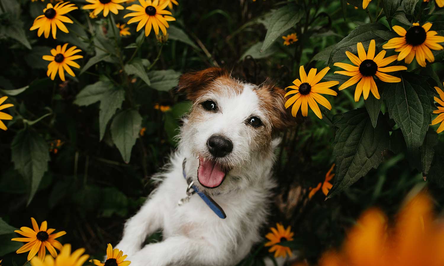 A dog in a flowering bush