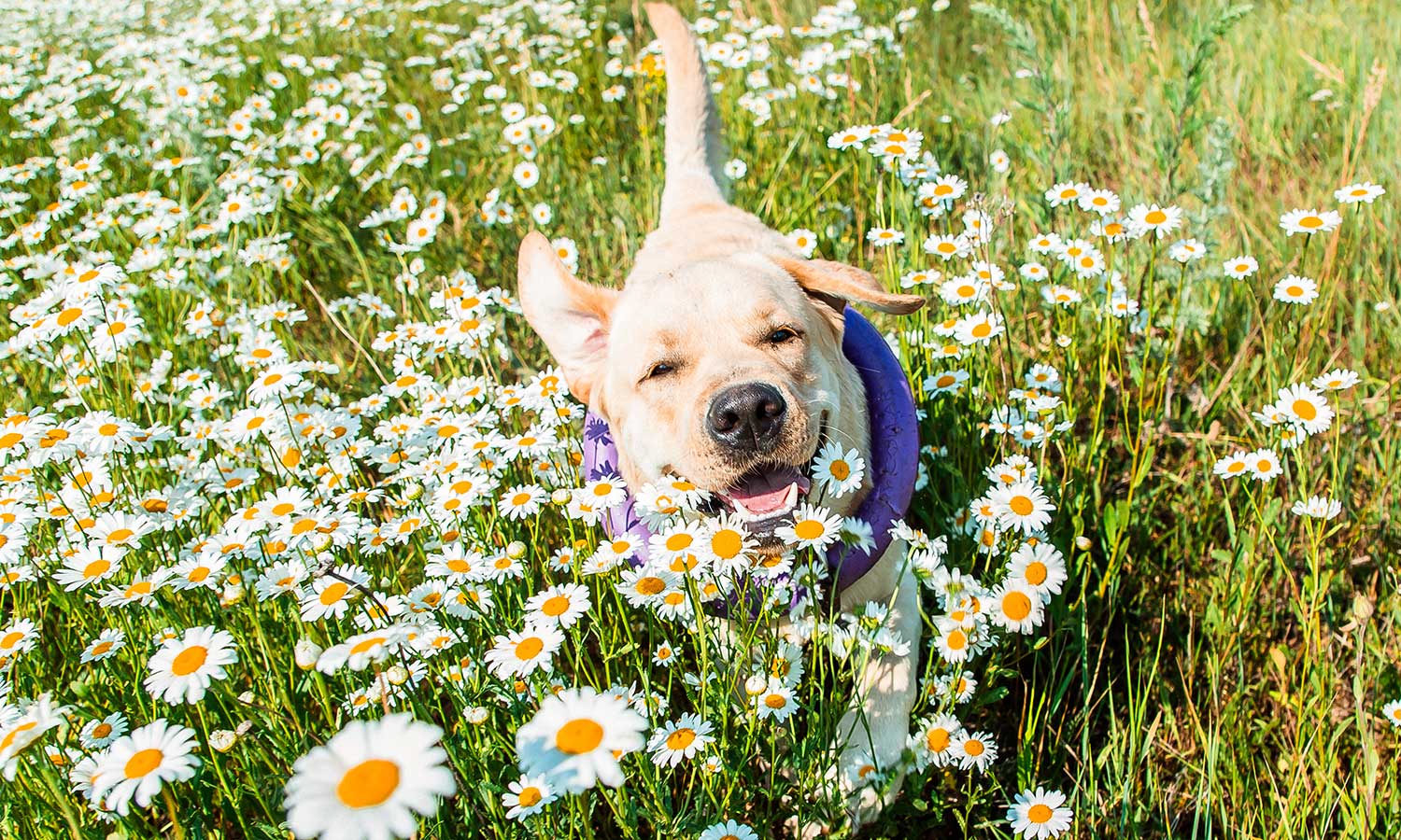 A dog out in a field of daisies