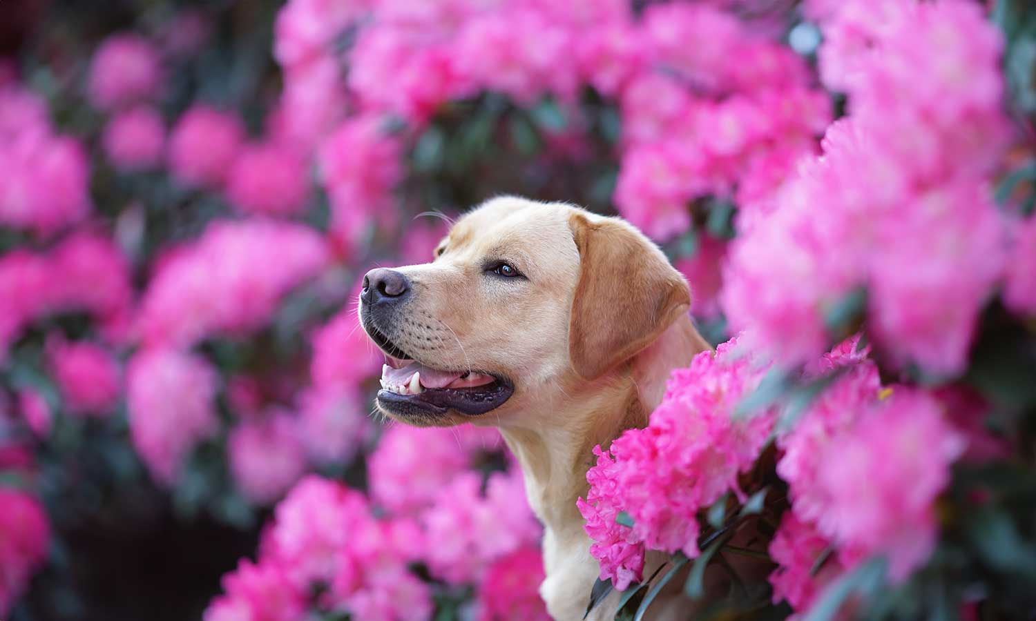 A yellow lab in a flowering field