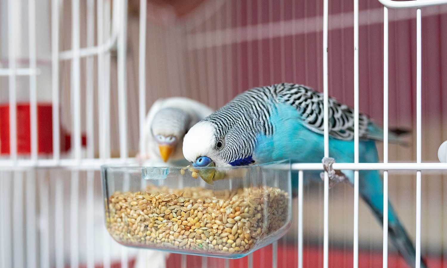 Parakeets eating food