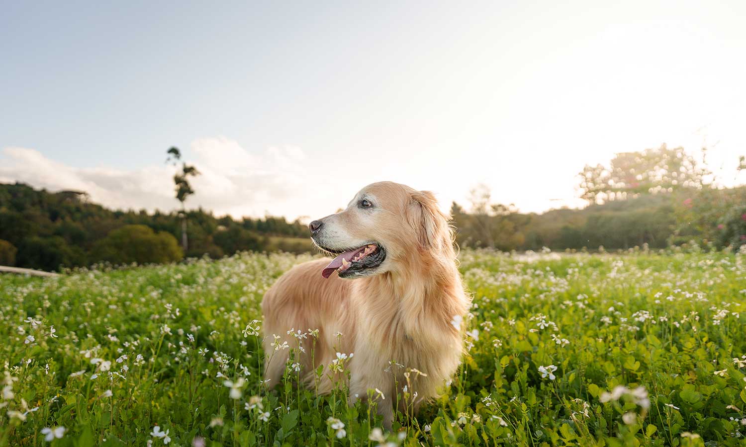 A golden retriever in a field