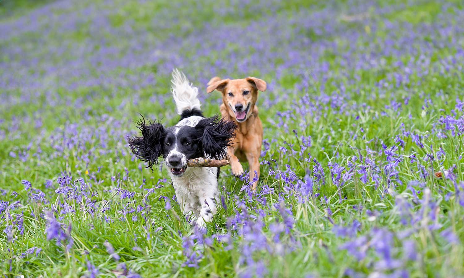 Dogs running in a field