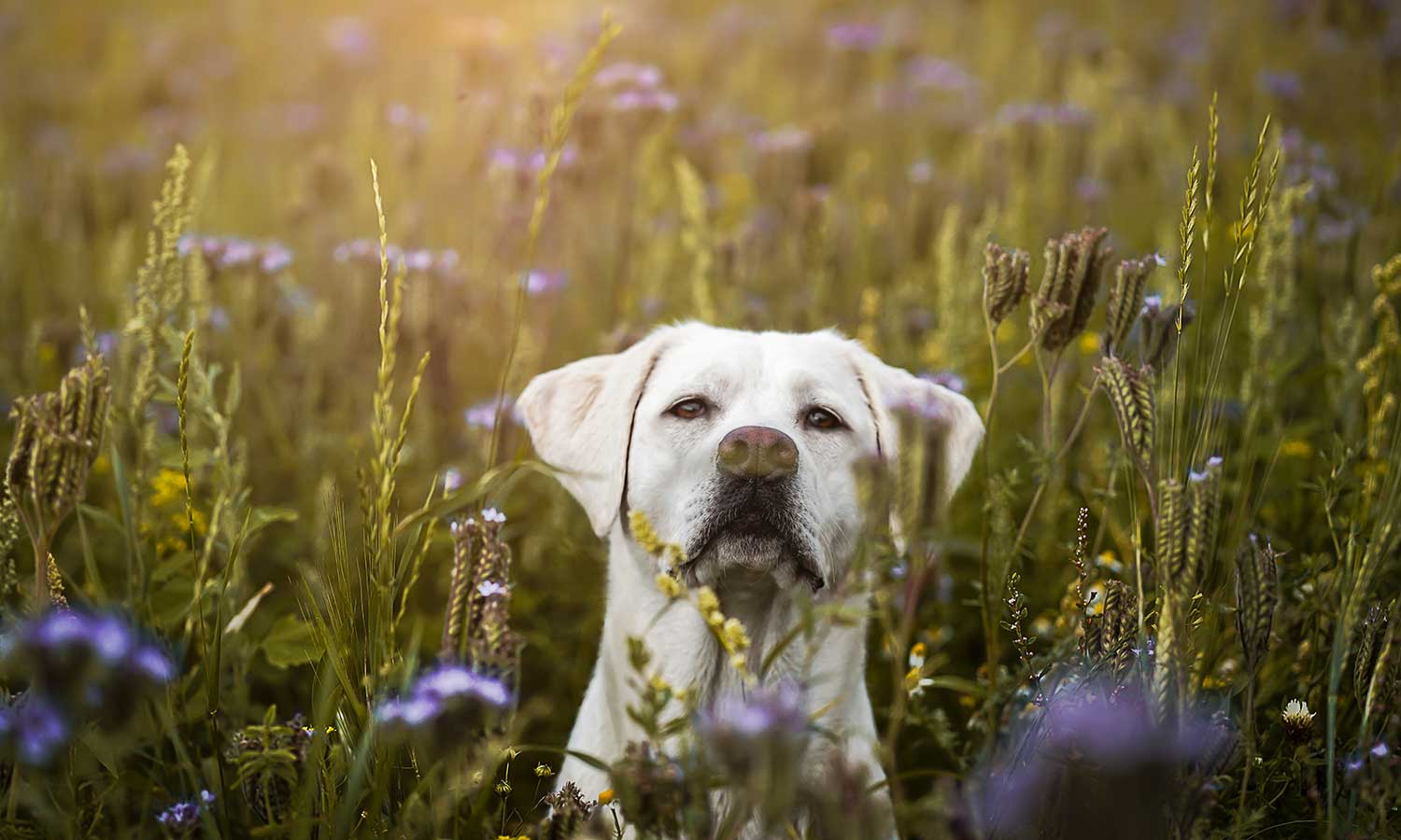 A yellow lab in a field