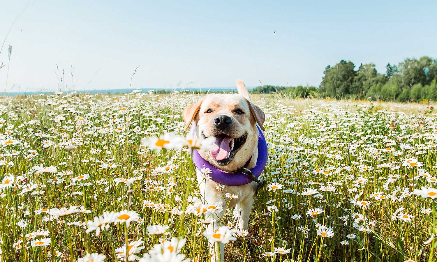 A dog out in a flowered field