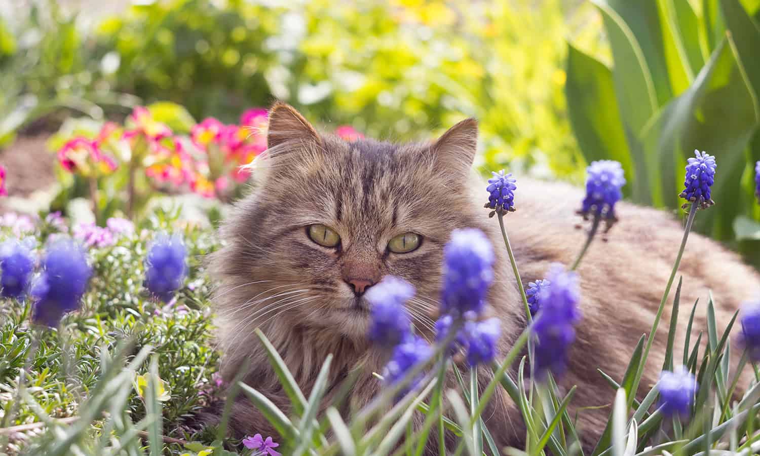 Cat in some flowers