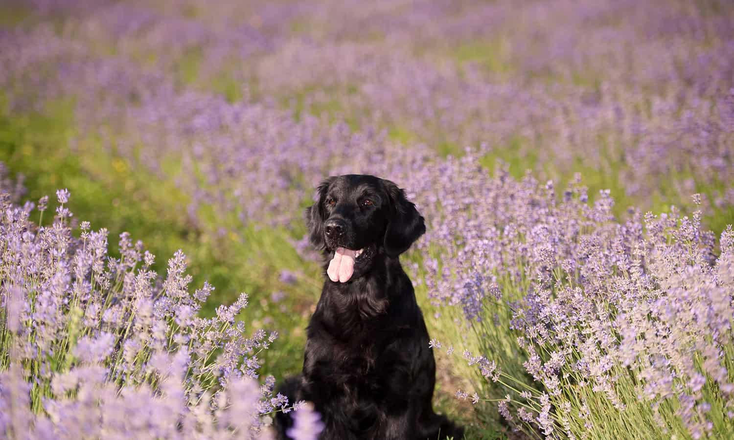 Black lab retriever dog in lavender field