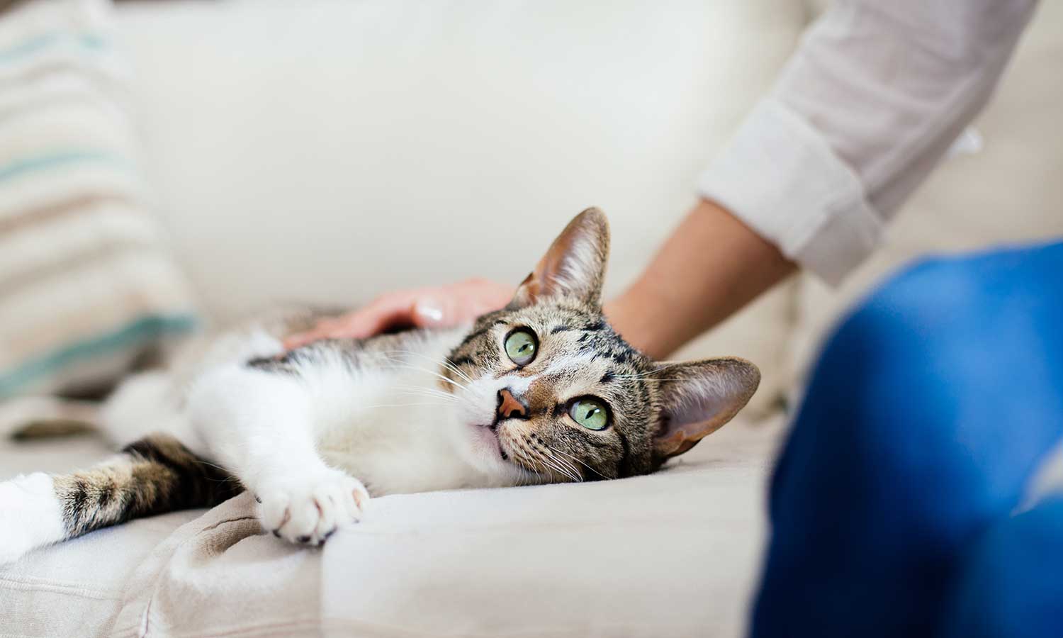 Cat being petted