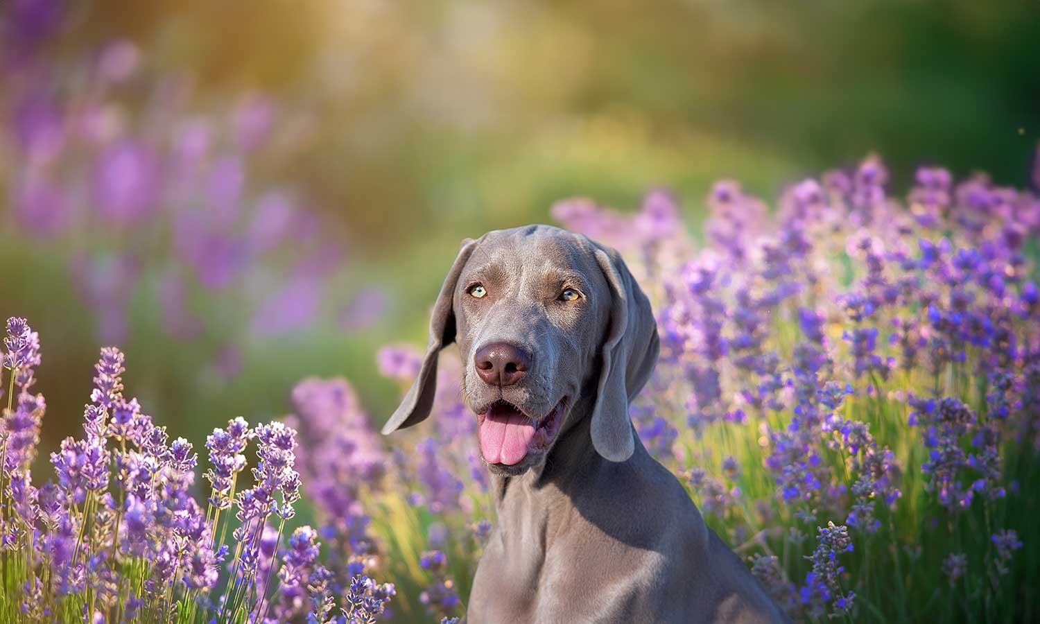 A weimareiner in a flowering field